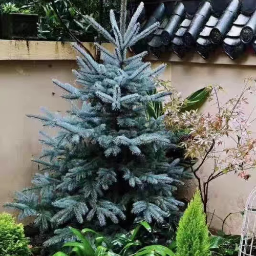 美国蓝杉科罗拉多蓝杉花镜植物