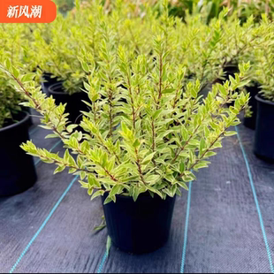 花叶香桃木大苗  多年生灌木 庭院阳台彩色观叶植物 花镜植物包邮