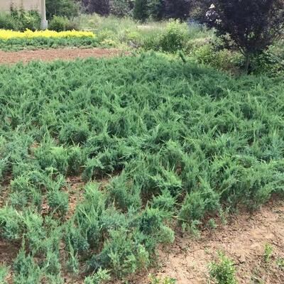 地柏苗绿化工程四季常青植物