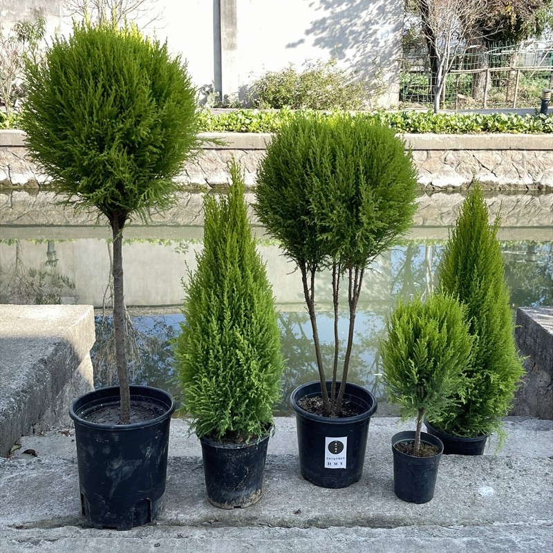 花镜耐寒彩叶针叶常青植物香松蓝色天堂蓝剑柏盆栽大棒棒糖金冠柏