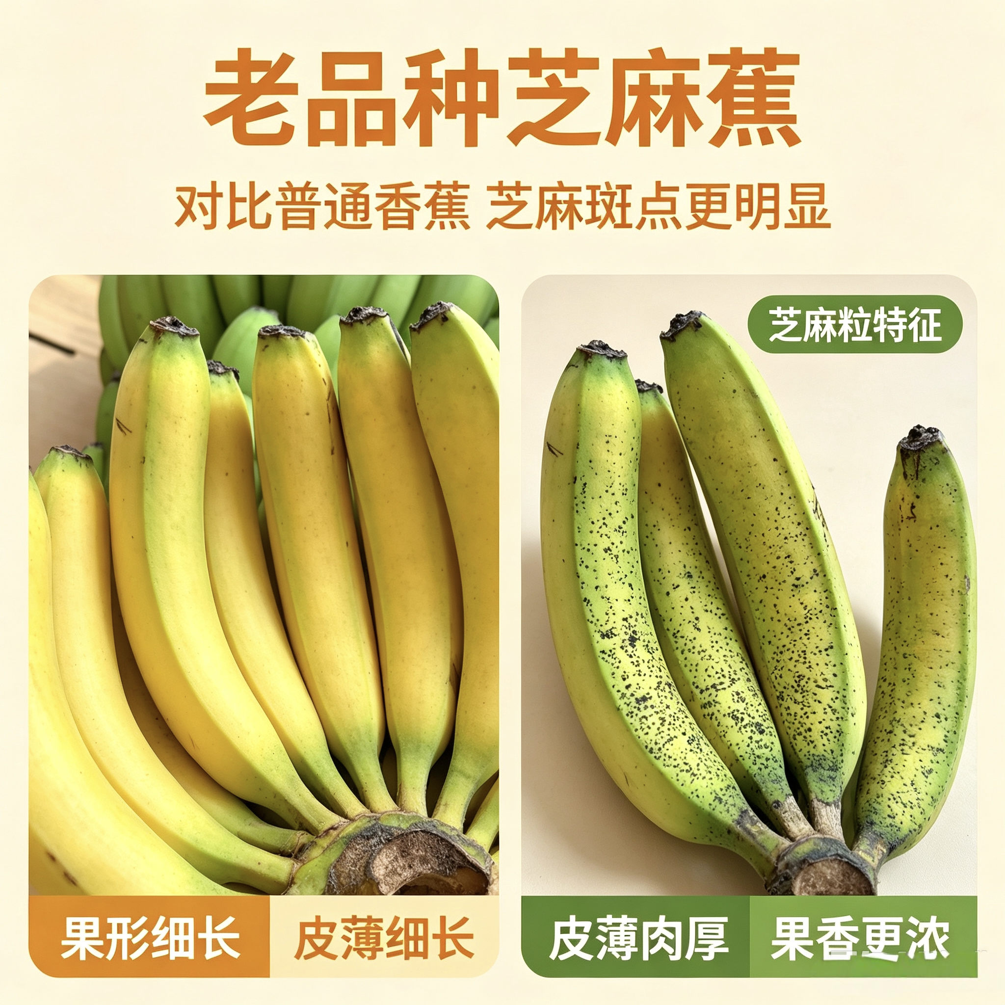 云南老品种芝麻蕉 新鲜现摘香蕉 芝麻粒香蕉自然熟香甜糯产地直发