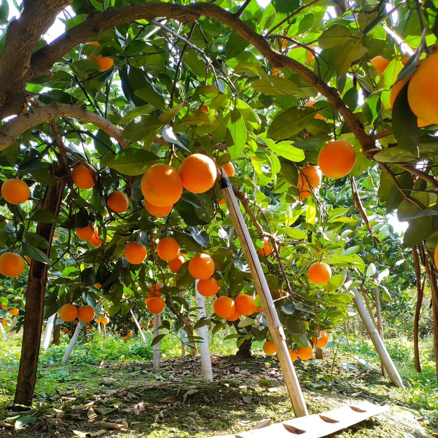 鹿寨蜜橙广西新鲜水果橙子当季整箱礼盒装柑橘桔子孕妇水果冰糖橙,水产肉类/新鲜蔬果/熟食,橙,淘宝优惠券,粉丝福利购,淘宝优惠卷