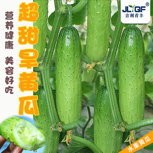 水果黄瓜种子高产超甜春秋四季