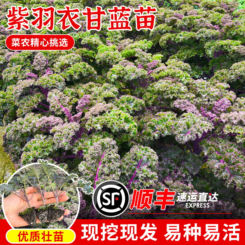 紫色羽衣甘蓝种苗食用羽衣甘蓝秧苗子春秋四季阳台盆栽养生甘兰孑