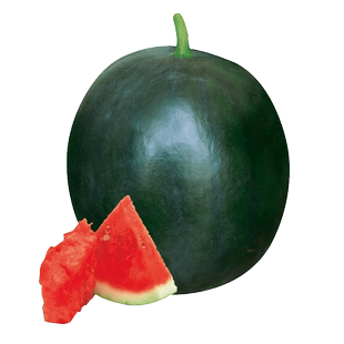 早熟无籽西瓜种子脆甜黑皮红肉西瓜种籽南方薄皮无子西瓜孑易坐果