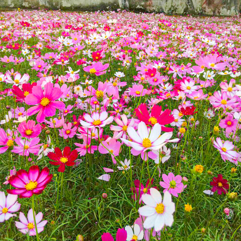 波斯菊花格桑花种子四季