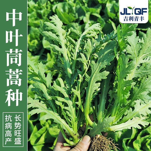 中叶茼蒿种籽皇帝菜四季