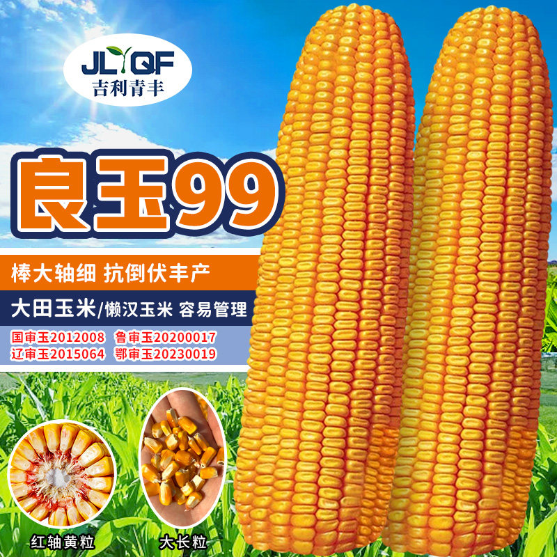 登海良玉99大田玉米种子国审杂交饲料玉米种籽春秋高产4299粒种孑