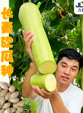 长青砍瓜种籽春秋四季高产