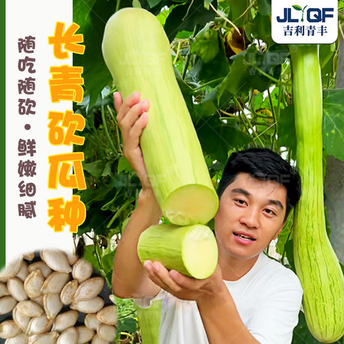 长青砍瓜种籽春秋四季高产