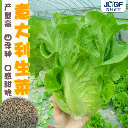 意大利耐抽苔种子苗罗马生菜耐热耐寒紫叶奶油生菜籽四季蔬菜种孑