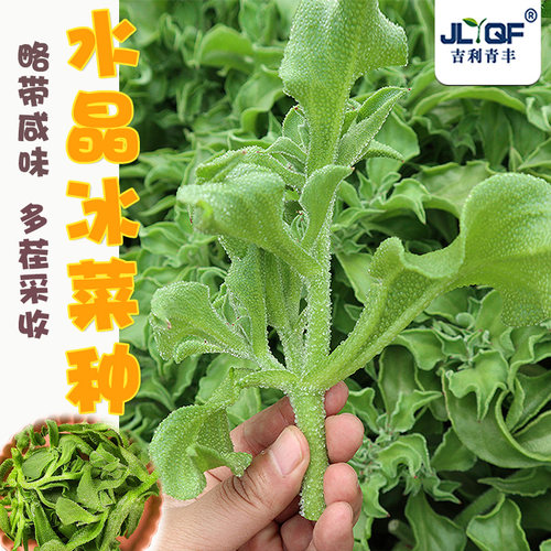 水晶冰菜蔬菜种子四季