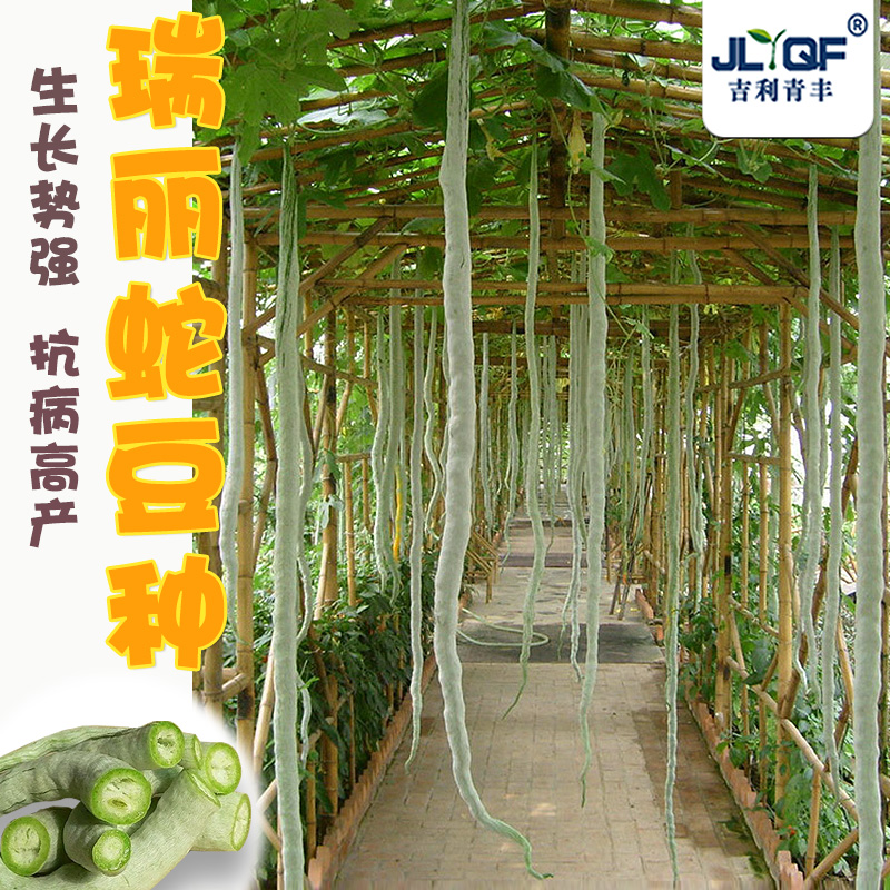 蛇豆种子四季观赏野菜盆栽阳台