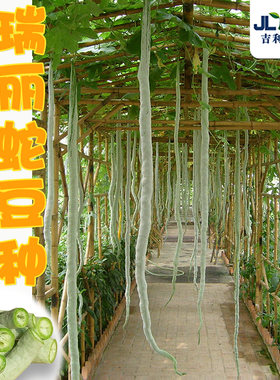 蛇豆种子四季观赏野菜盆栽阳台