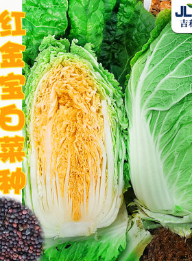 红心白菜种子耐寒抗病蔬菜种孑