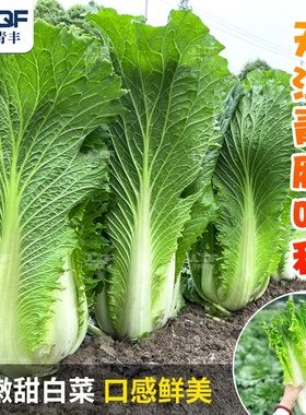 白菜种子大全早熟抗病天津青麻叶大白菜种孑秋冬四季大田蔬菜种籽