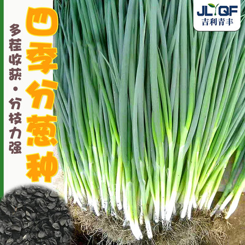 四季分葱种籽高产春秋农家
