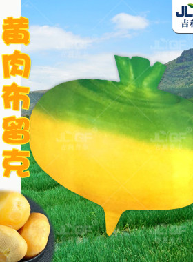 东北卜留克种子菁芜圆盘菜