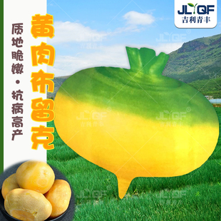 东北卜留克种子黄瓢布留克籽腌菜恰玛古圆蔓菁芜圆盘菜土苤蓝种孑