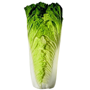 白菜种子大全早熟抗病天津青麻叶大白菜种孑秋冬四季大田蔬菜种籽