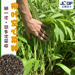 泰国柳叶空心菜种子细叶三叉雍菜白杆春夏秋四季阳台盆栽蔬菜种孑