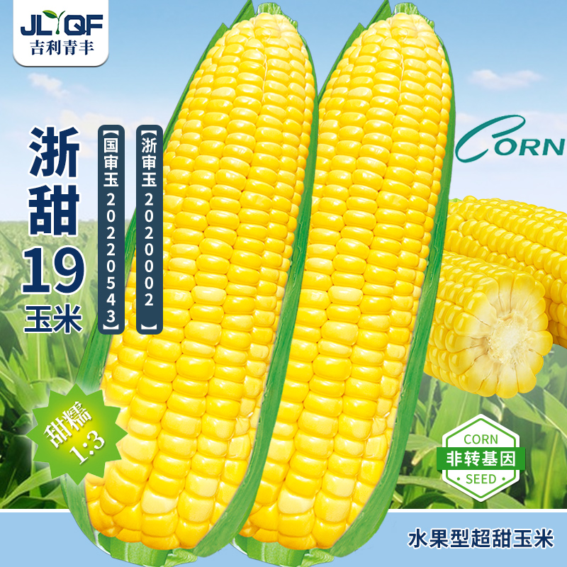 高产玉米种子超甜水果大棒