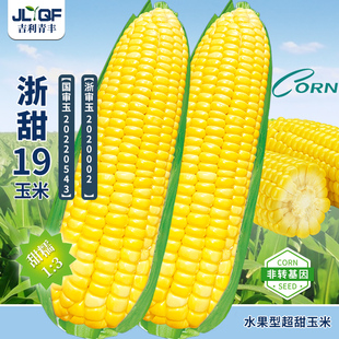 高产山东玉米种籽超甜水果玉米种子浙甜19东北矮杆大棒种孑大全