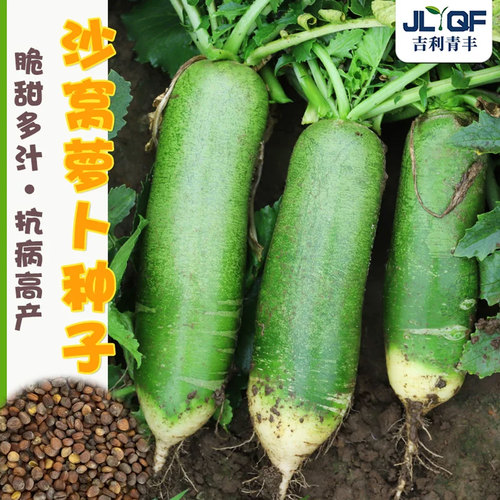 沙窝萝卜种子甜脆山东正宗潍县