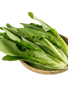 油麦菜香水生菜种籽四季