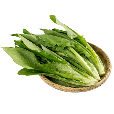 油麦菜香水生菜种籽四季