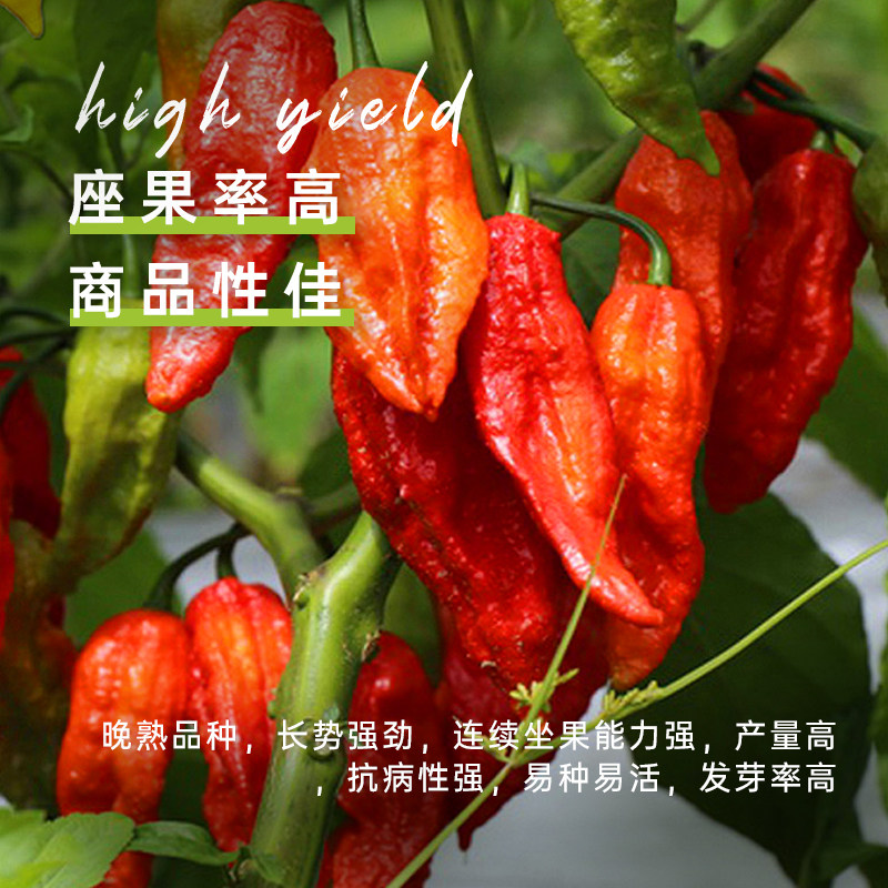印度红魔鬼辣椒种籽海南黄灯笼辣椒种子春秋四季蔬菜种孑阳台盆栽