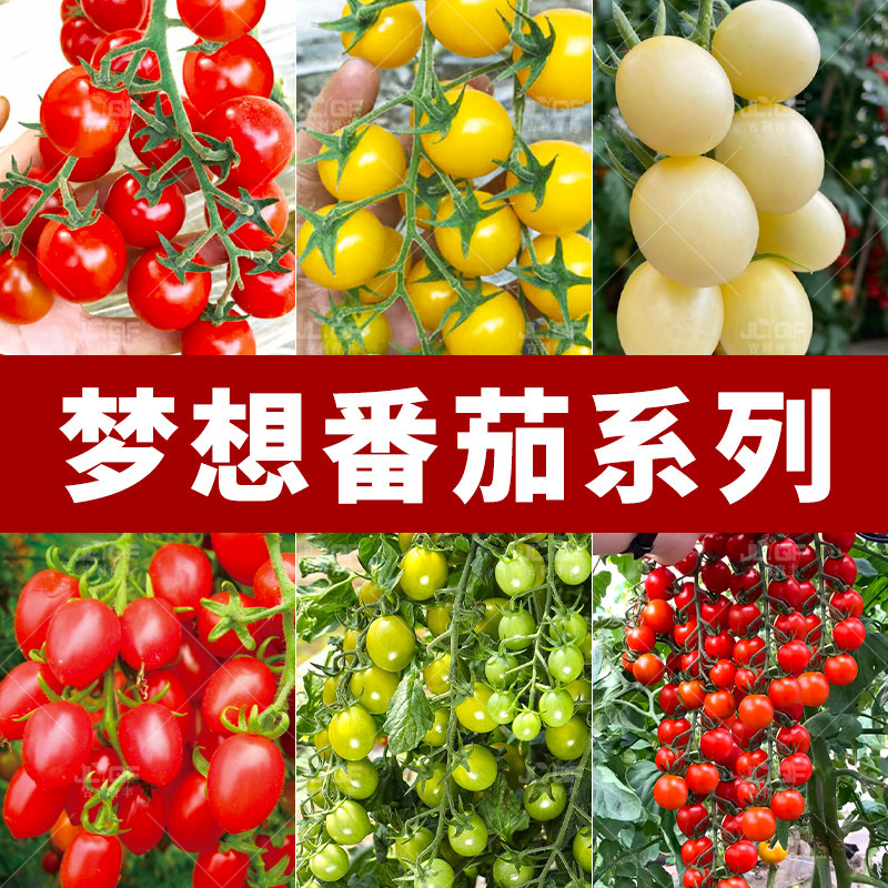 梦想真甜樱桃番茄种子青甜2号西红柿种籽春秋四季红禧白玉水果孑