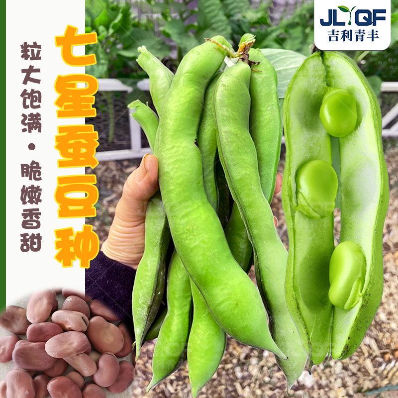 北斗七星蚕豆种子特大高产