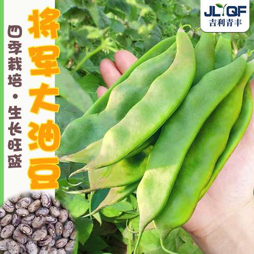油豆种子东北一点红早熟春秋四季