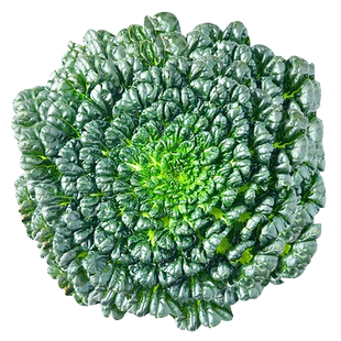 小八叶乌塌菜籽耐寒黑心乌塔菜种子四季塌地白菜种孑秋冬蔬菜大全