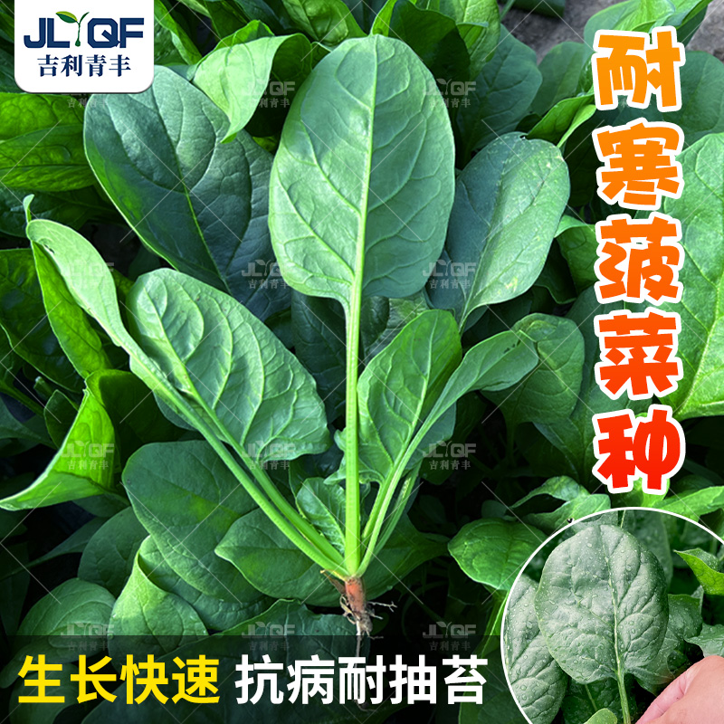 耐寒菠菜种子红根圆叶四季