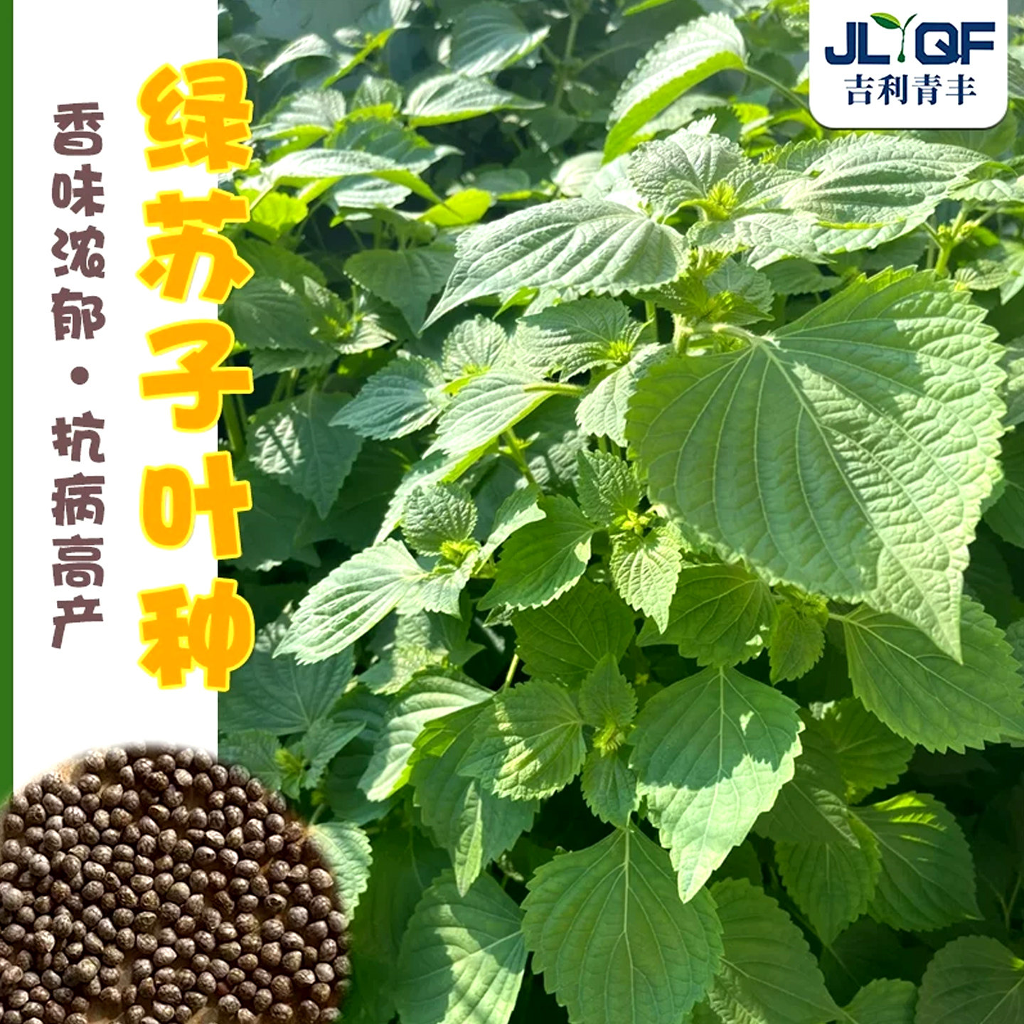 大叶绿苏子叶种籽白苏日本食用紫苏种子四季阳台盆栽蔬菜种孑大全
