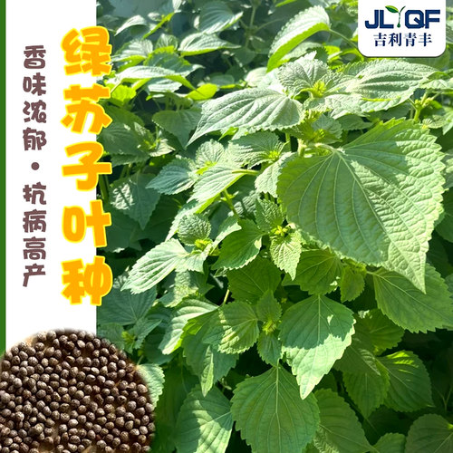 大叶绿苏子种籽食用紫苏四季