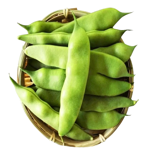 地油豆种子春秋矮生油豆角种孑四季软面菜豆抗病高产大田豇豆籽种