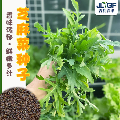 意大利速生芝麻菜种子四季
