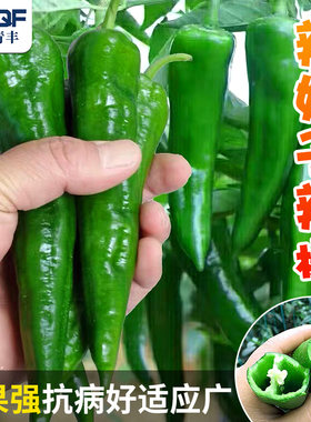 辣椒种子高产薄皮春秋四季