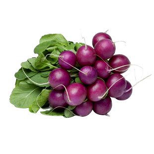 冰激凌樱桃萝卜种子紫色迷你萝卜种孑高产小罗卜蔬菜种籽四季盆栽