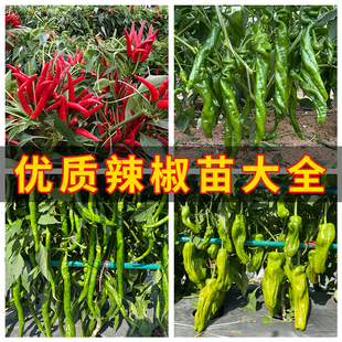 四季辣椒苗秧苗小米朝天椒种子盆栽薄皮青椒冬季辣椒蔬菜种籽大全