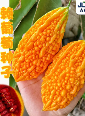 金铃子小癞瓜种籽苦瓜四季