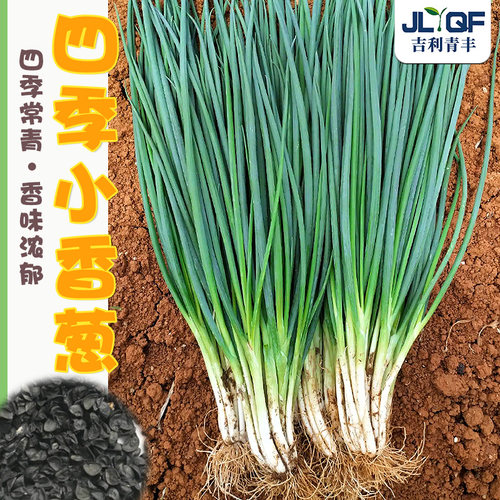 四季小香葱种子红葱头