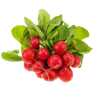 耐热小红萝卜种子杨花樱桃萝卜种籽春夏四季速生水果萝卜种孑大全