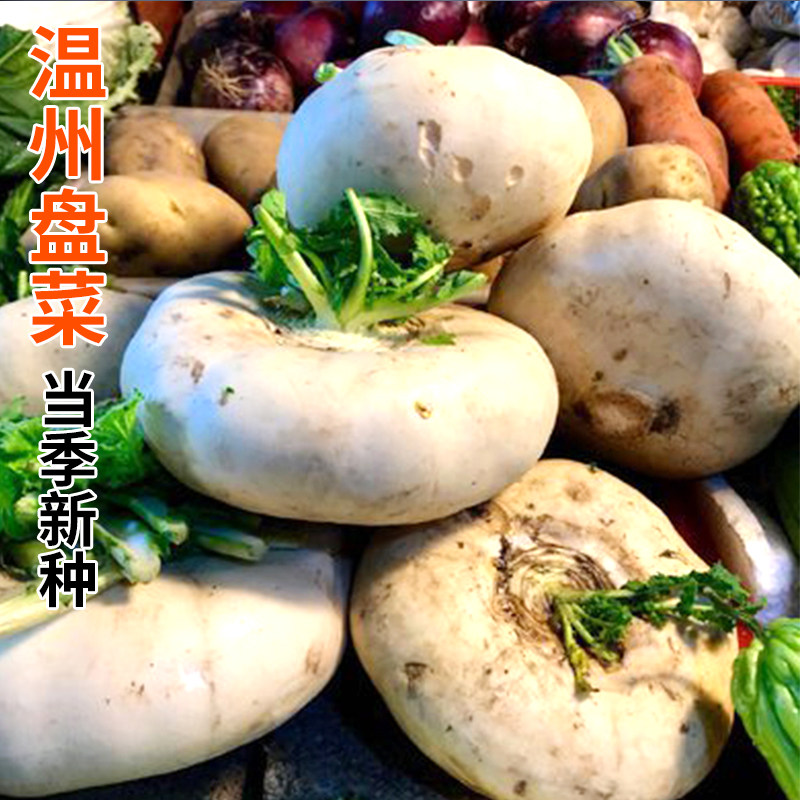 温州盘菜种籽台州玉环盘菜头种子四季芥菜种孑秋冬季盆栽蔬菜大全