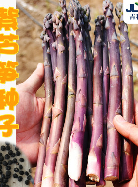 紫芦笋种子芦笋苗根四季种高产盆栽阳台春夏季紫色多年生蔬菜种孑