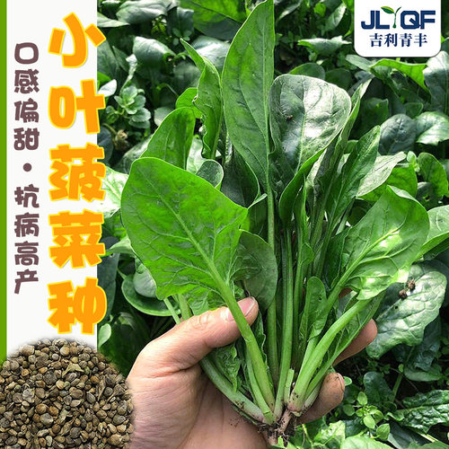 农家菠菜种子耐寒耐热四季