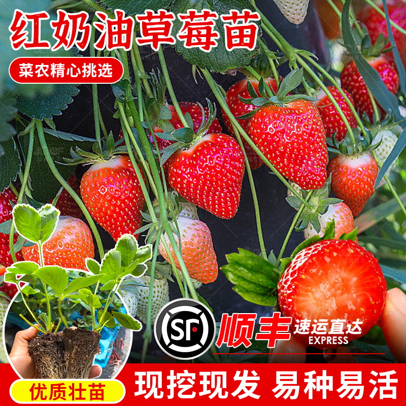 奶油红草莓秧苗丹东草莓种子春秋四季阳台盆栽红颜草莓种籽水果孑